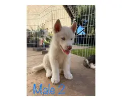 Gorgeous Husky Puppies ready to be rehomed - 2