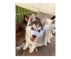 Gorgeous Husky Puppies ready to be rehomed - 3