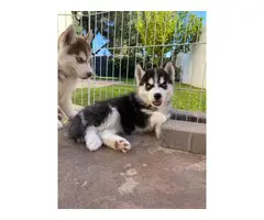 Gorgeous Husky Puppies ready to be rehomed - 4