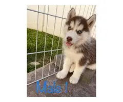 Gorgeous Husky Puppies ready to be rehomed - 5