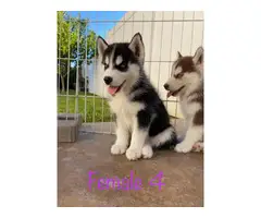 Gorgeous Husky Puppies ready to be rehomed - 6