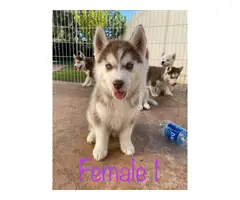 Gorgeous Husky Puppies ready to be rehomed - 7
