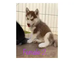 Gorgeous Husky Puppies ready to be rehomed - 8