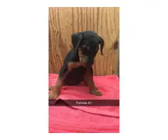 4 beautiful females Airedale terrier puppies for sale