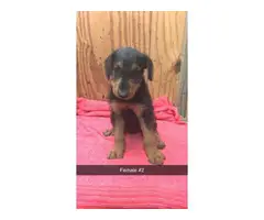 4 beautiful females Airedale terrier puppies for sale - 2