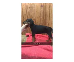 4 beautiful females Airedale terrier puppies for sale - 5