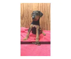 4 beautiful females Airedale terrier puppies for sale - 7