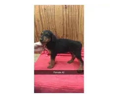 4 beautiful females Airedale terrier puppies for sale - 8