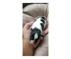 7 Miniature Schnauzer Puppies for adoption