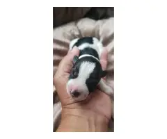 7 Miniature Schnauzer Puppies for adoption - 3