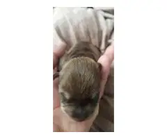 7 Miniature Schnauzer Puppies for adoption - 4