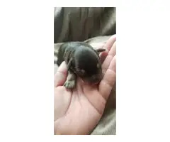 7 Miniature Schnauzer Puppies for adoption - 5