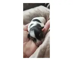 7 Miniature Schnauzer Puppies for adoption - 6