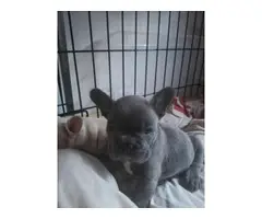 AKC registered french bull for sale - 3
