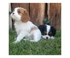 Purebred Cavalier King Charles Spaniel puppies