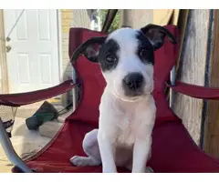 Rehoming 3 female pit mix puppies - 2