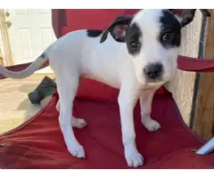 Rehoming 3 female pit mix puppies - 3