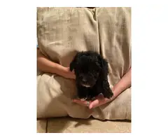 Four Mini poodle puppies available - 4