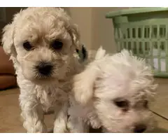Four Mini poodle puppies available - 7