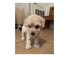 Four Mini poodle puppies available - 8