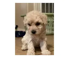 Four Mini poodle puppies available - 9