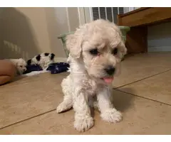 Four Mini poodle puppies available - 10