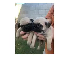 Rehoming four cute, pure-bred fawn Pug puppies - 1