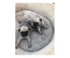 Rehoming four cute, pure-bred fawn Pug puppies - 4