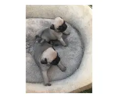 Rehoming four cute, pure-bred fawn Pug puppies - 5