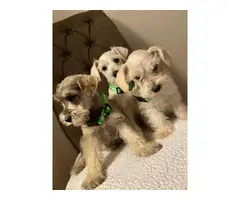 3 miniature Schnauzer puppies for adoption - 1