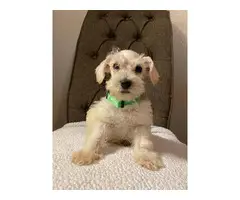 3 miniature Schnauzer puppies for adoption - 4