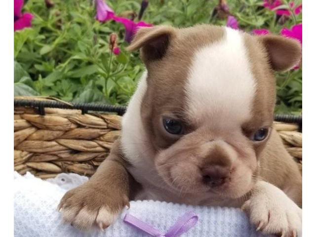 Boston terrier pups in Darby, Pennsylvania Puppies for