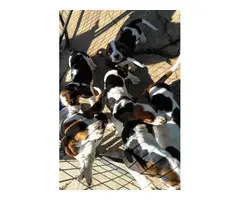 6 Tri colored Basset Hound Puppies for sale