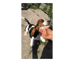 6 Tri colored Basset Hound Puppies for sale - 2