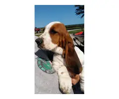 6 Tri colored Basset Hound Puppies for sale - 3