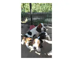 6 Tri colored Basset Hound Puppies for sale - 4