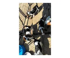 6 Tri colored Basset Hound Puppies for sale - 5