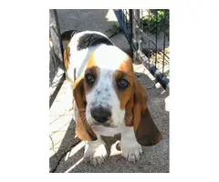 6 Tri colored Basset Hound Puppies for sale - 6