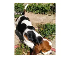 6 Tri colored Basset Hound Puppies for sale - 7