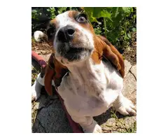 6 Tri colored Basset Hound Puppies for sale - 8