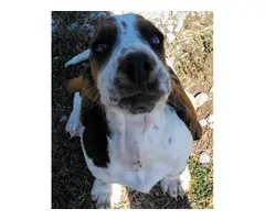 6 Tri colored Basset Hound Puppies for sale - 9