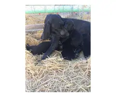 German Wirehair Lab Puppies available - 2