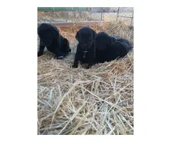 German Wirehair Lab Puppies available - 3