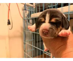 8 stunning Beagle puppies for rehoming