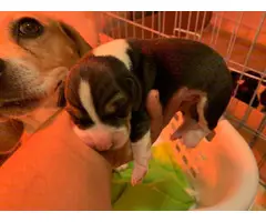 8 stunning Beagle puppies for rehoming - 2