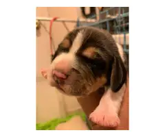 8 stunning Beagle puppies for rehoming - 3