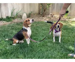 8 stunning Beagle puppies for rehoming - 6