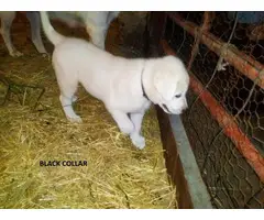 Four males Akbash working dog puppies