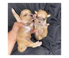 Beautiful Pom Puppies Available