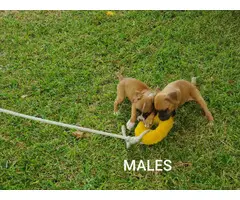 Three Boxer puppies for Sale - 1